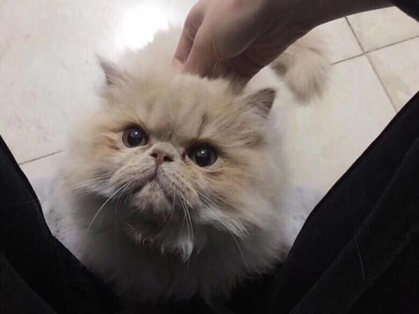 養加菲鏟屎官後悔了嗎？這種可愛到膨脹的貓咪，為啥養起來這麼難