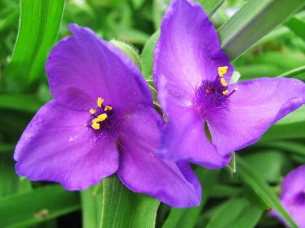 紫露草一一積極樂觀