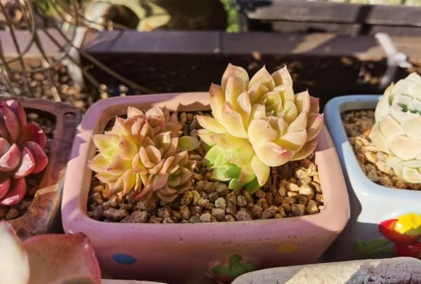 感謝遇見——在彼此的生命裡丰姿綻放