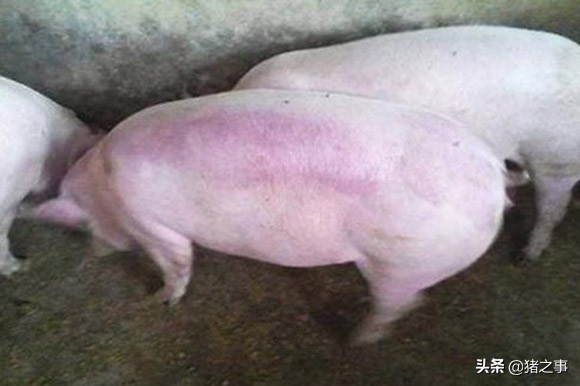 值得關注，非洲豬瘟的&OpenCurlyDoubleQuote;4個發病規律&rdquo;，養殖戶需加以警惕