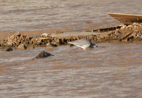 #我與鳥的故事# 䴉嘴鷸