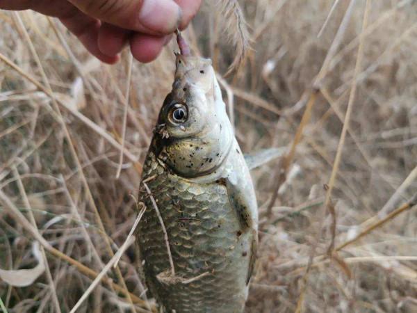 冬季釣鯽魚,找魚窩很重要,學會這三個技巧,輕鬆找到魚窩子 冬季釣鯽魚,找魚窩很重要,學會這三個技巧,輕鬆找到魚窩子