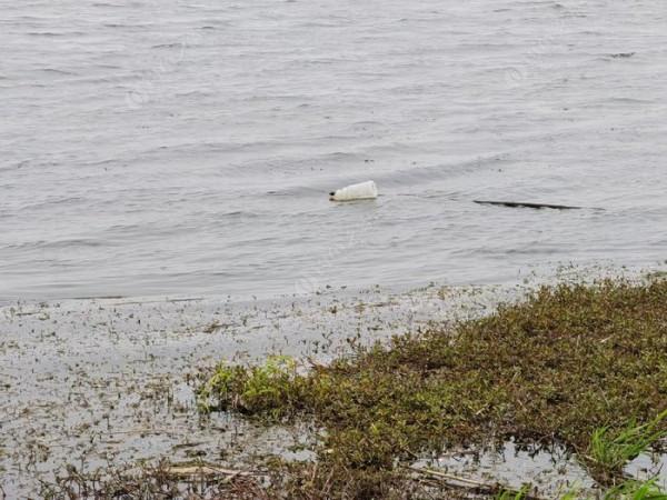 黃花錦簇白馬湖