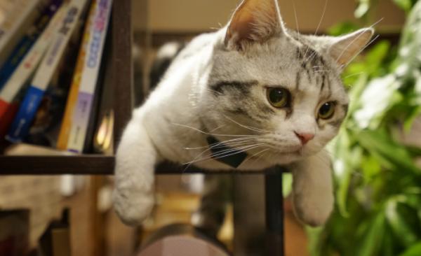 秋天養美短貓,這些“問題”要多加註意 秋天養美短貓,這些“問題”要多加註意