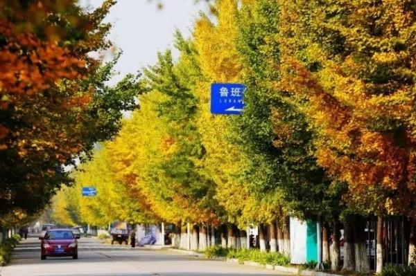 快來，房山這條“金色”打卡聖地又到最美時刻！多圖記錄美好瞬間