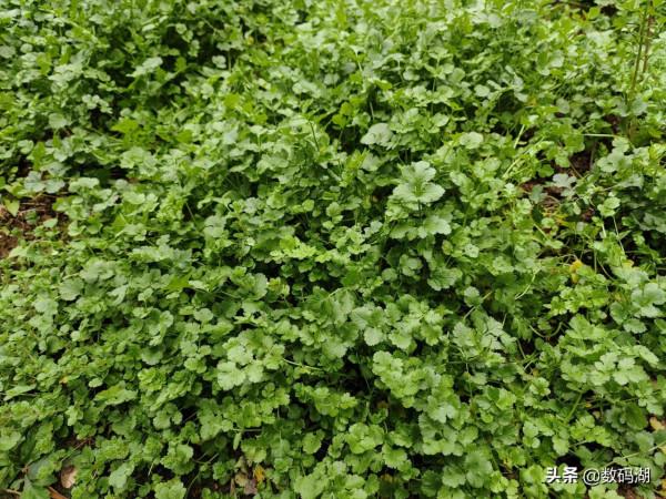 vivo X70 Pro&plus;拍照樣張賞析分享（第7期）