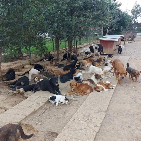 男子繼承母親遺志，20多年救助1000多隻流浪狗