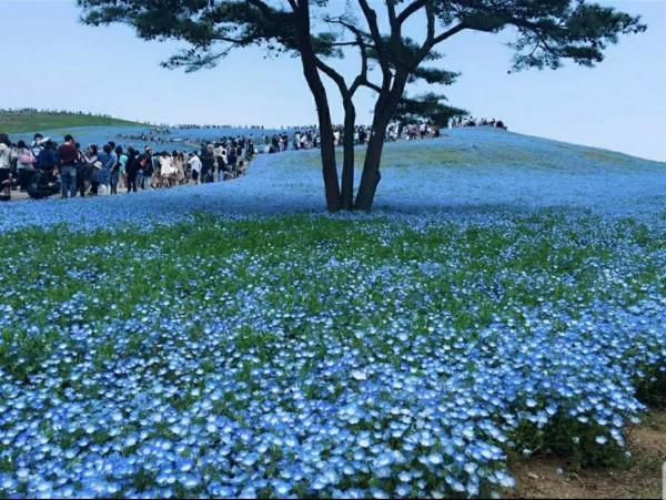 走進藍色海洋,你就是女王!嬰兒的蘭眼睛—喜林草。挺住,別迷路 走進藍色海洋,你就是女王!嬰兒的蘭眼睛—喜林草。挺住,別迷路