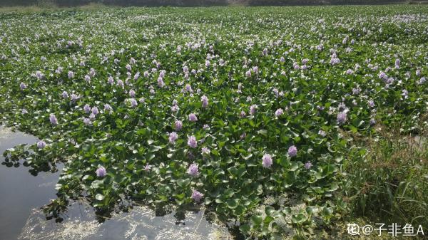 南方氾濫的花,北方人“愛不釋手”,太“拉仇恨”了 南方氾濫的花,北方人“愛不釋手”,太“拉仇恨”了
