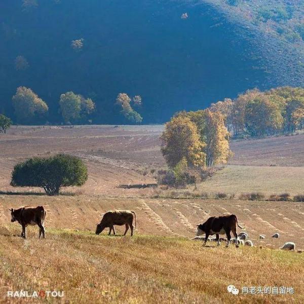 「青未了」冉令傑|南井,那一抹血紅的曙色 「青未了」冉令傑|南井,那一抹血紅的曙色
