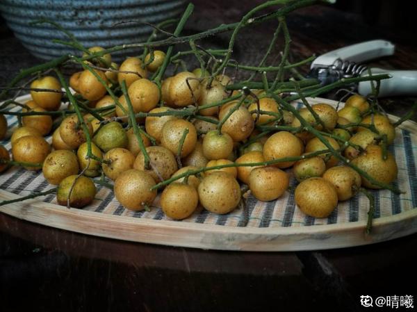 南方常見的黃皮果,妥妥的“黃水晶”,咬一口直流口水 南方常見的黃皮果,妥妥的“黃水晶”,咬一口直流口水