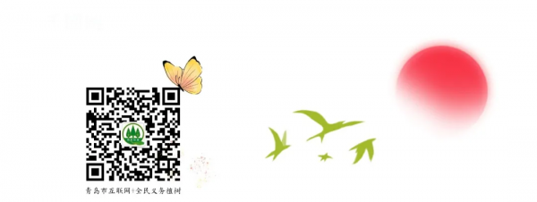 【養花知識營地】黃金萬兩的養殖方法和注意事項：適時適量澆水&comma;保持盆土溼潤