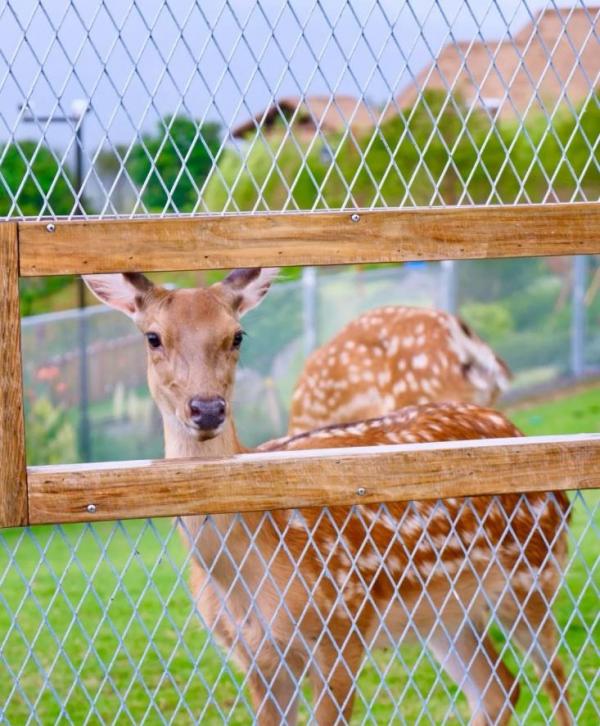 萌寵來啦!這個秋天,我們相約白馬澗 萌寵來啦!這個秋天,我們相約白馬澗