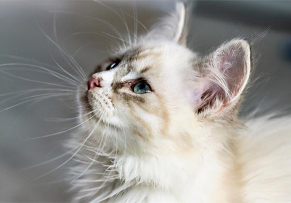 總是活在別人的“眼睛”裡的星座，活著活的就“丟了”自己