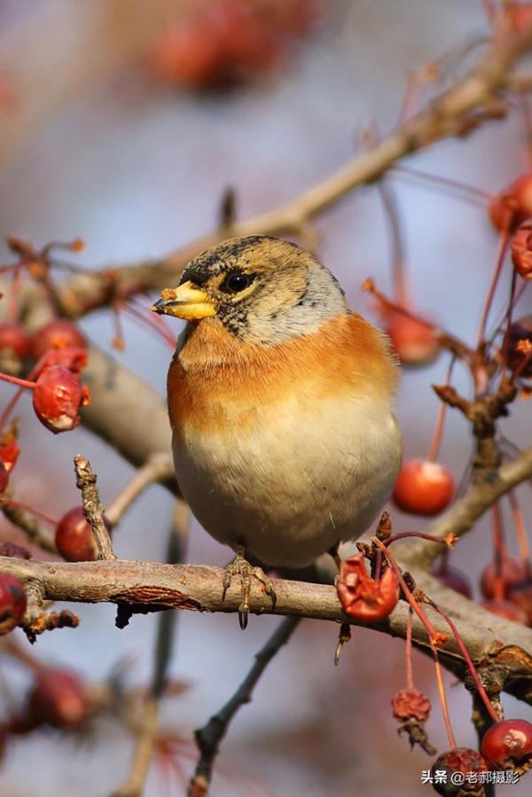 燕雀進京吃大餐 燕雀進京吃大餐