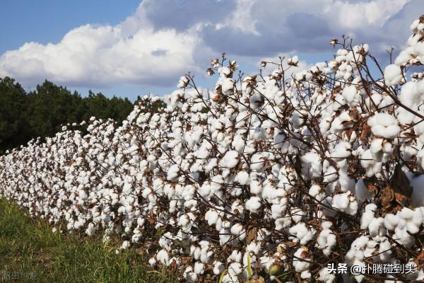 棉花，你從哪裡來？
