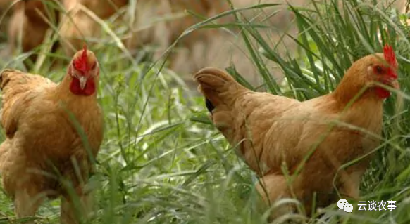雞的品種與分類&mdash;&mdash;居然有這麼多品種？
