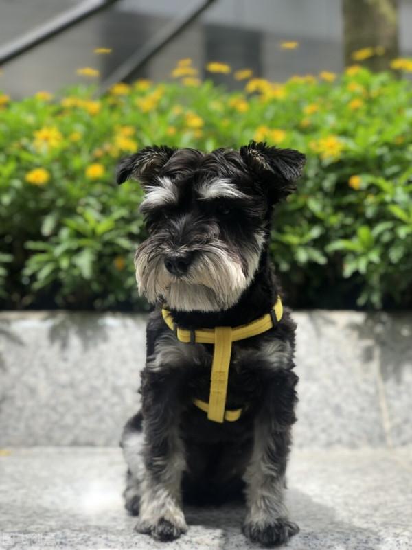 你可能覺得Ta不好看，但Ta溫暖了整個家庭