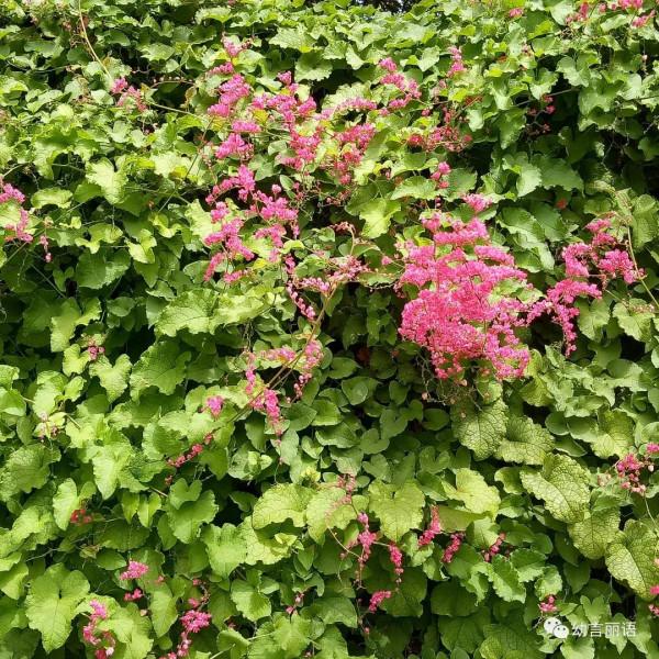 巴厘島旅遊之聽導遊講巴厘島 巴厘島旅遊之聽導遊講巴厘島