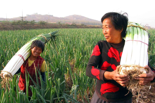 山東10大經典名菜，道道都是硬核菜，令人垂涎，名菜之首當之無愧
