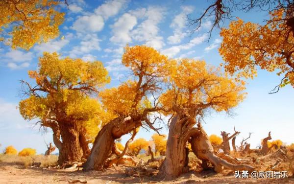 國內這6個地方的胡楊林，美得無法無天！此生一定要去看一次