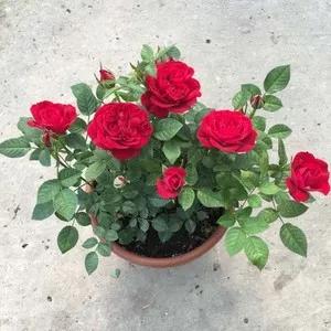 哪些花卉可以清除室內有害氣體？