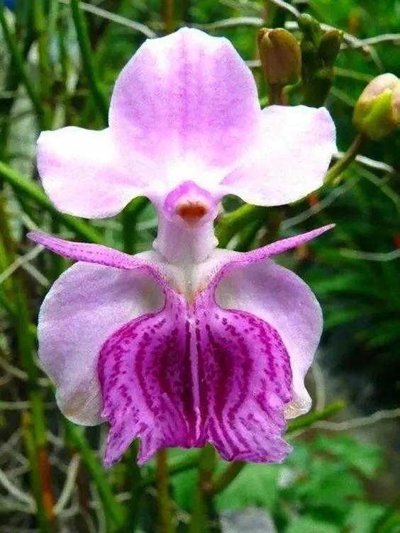 說蘭是花中君子的,那是因為你沒見過這些蘭花 說蘭是花中君子的,那是因為你沒見過這些蘭花