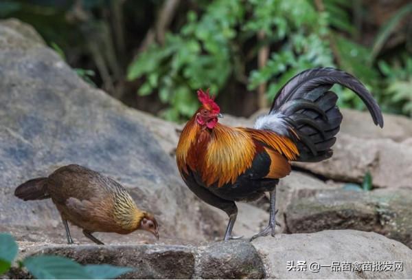 這種雞均重不到3斤,土雞香味更濃,更適合在農村山地放養 這種雞均重不到3斤,土雞香味更濃,更適合在農村山地放養