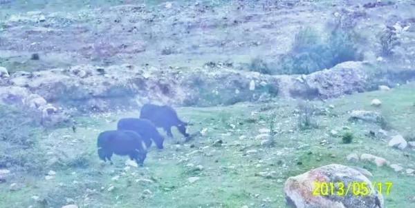 重慶去拉薩騎腳踏車第七天到新都橋:翻折多山,被狗咬,天堂攝影 重慶去拉薩騎腳踏車第七天到新都橋:翻折多山,被狗咬,天堂攝影