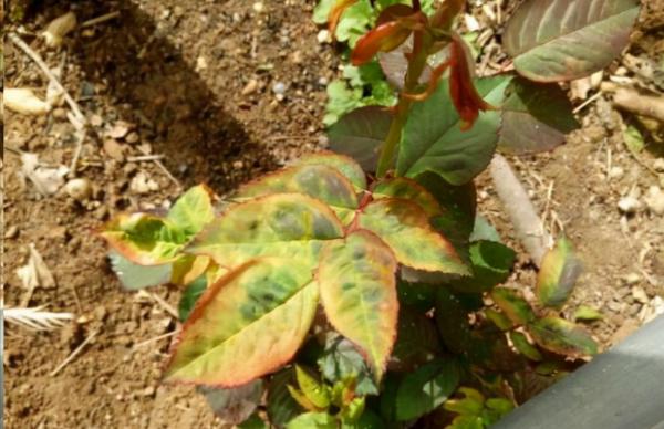 季水黃與肥害傻傻分不清嗎？7種常見黃葉你應該瞭解