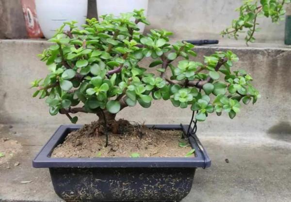 金枝玉葉黃葉掉葉,掌握一招,葉綠花繁,顏值高 金枝玉葉黃葉掉葉,掌握一招,葉綠花繁,顏值高