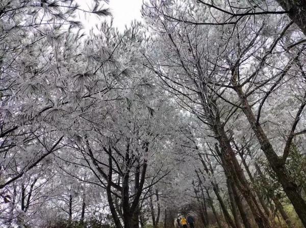 她來啦！東獅山絕美霧凇來襲