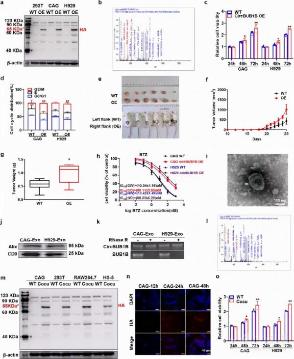 circRNA會影響你染色體穩定嗎？——來看看這個