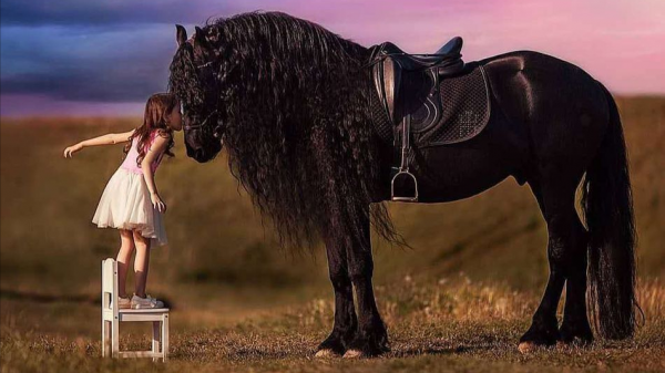 全球最貴的九種馬，價值四億的馬你見過嗎？汗血寶馬無緣榜首