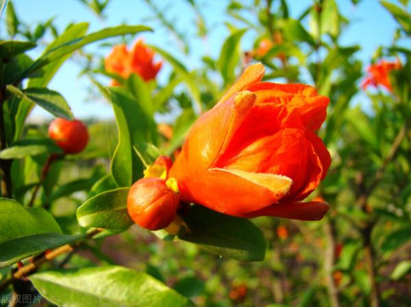 石榴樹等果樹開了很多花,但是老掉花,怎麼辦如何保果 石榴樹等果樹開了很多花,但是老掉花,怎麼辦如何保果