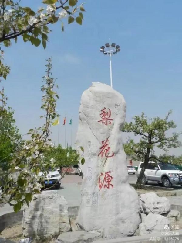 鐵兵遊記｜永定河畔萬畝梨花香雪海