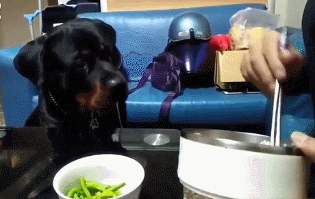 女生要養狗，可以考慮以下的這幾種“大狗”，你知道為啥嗎？