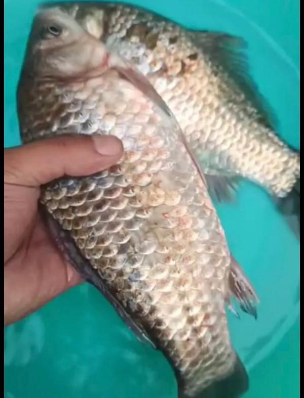 如何判斷天氣適不適合釣魚?老釣友:就看這三項資料,越低越好 如何判斷天氣適不適合釣魚?老釣友:就看這三項資料,越低越好