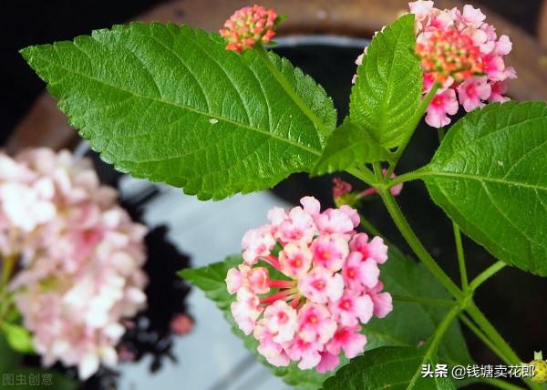 五色梅是一年生還是多年生?好看又好養的一款勤花植物 五色梅是一年生還是多年生?好看又好養的一款勤花植物