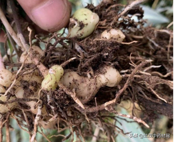 雲南滇黃精塊莖的育苗方法你知道嗎？蘭茂藥材網