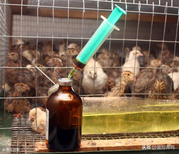 雞群伸脖、張嘴、喘氣,咋回事?搞懂這4點,養雞人輕鬆應對 雞群伸脖、張嘴、喘氣,咋回事?搞懂這4點,養雞人輕鬆應對