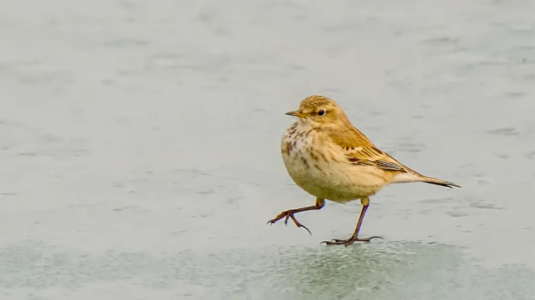 「山西鳥類圖鑑」| 水鷚 「山西鳥類圖鑑」| 水鷚