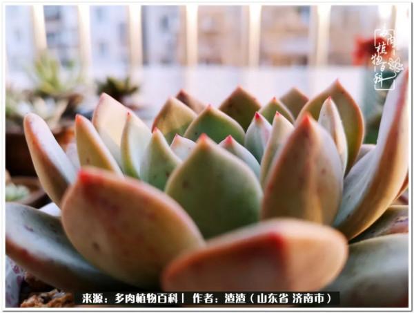 一個不稱職90後的闡述：何以解憂？唯有多肉