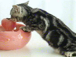 2分鐘掌握6個室內貓過冬小技巧