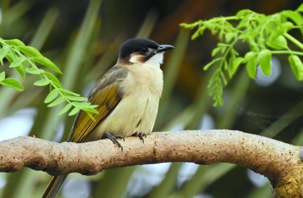 海南海口：城市公園裡的奇妙眾生相