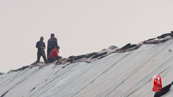 一畝地十萬塊,看小小西紅柿如何“紅火”了膠東半島上這個村 一畝地十萬塊,看小小西紅柿如何“紅火”了膠東半島上這個村