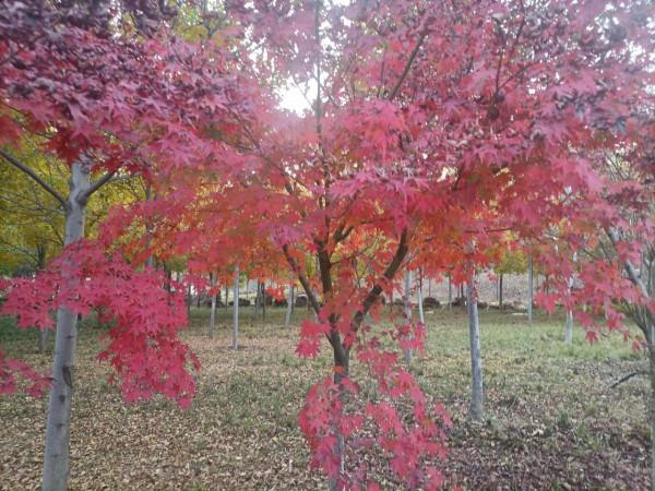 南飛大雁書人字，墜地紅葉燃相思。望穿秋水競無義，萬解楓