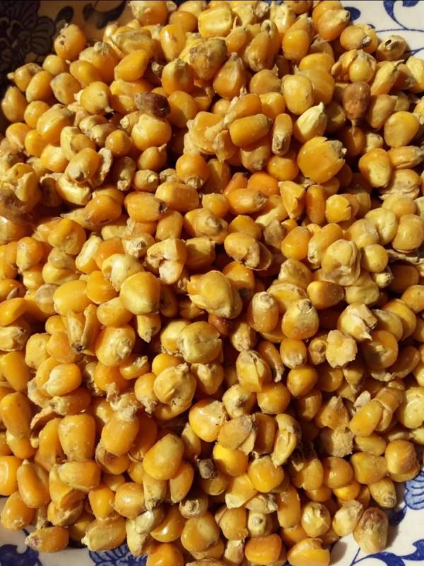 只要窩子做得好,不怕草魚不來咬 只要窩子做得好,不怕草魚不來咬