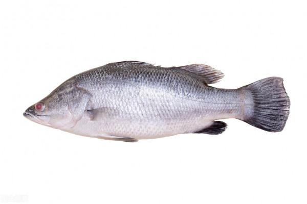 鱸魚怎麼釣？看完這個文章你就知道了