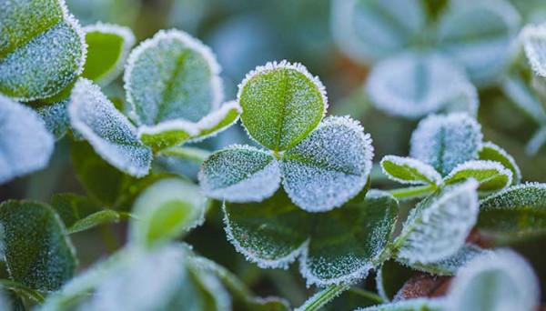 霜降:此歲將暮,淡暖清歡,人間至此秋色盡,草木搖落露為霜 霜降:此歲將暮,淡暖清歡,人間至此秋色盡,草木搖落露為霜